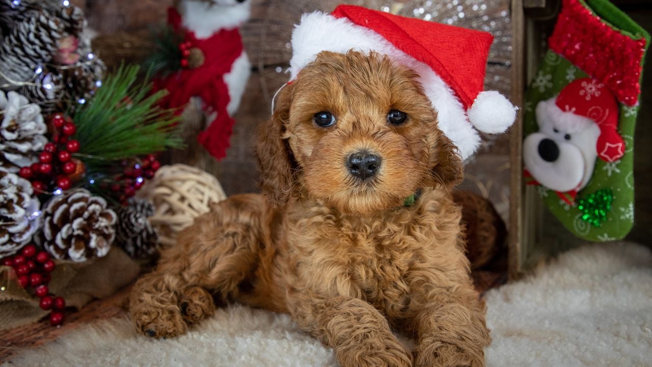 yılbaşı şapkalı küçük köpek