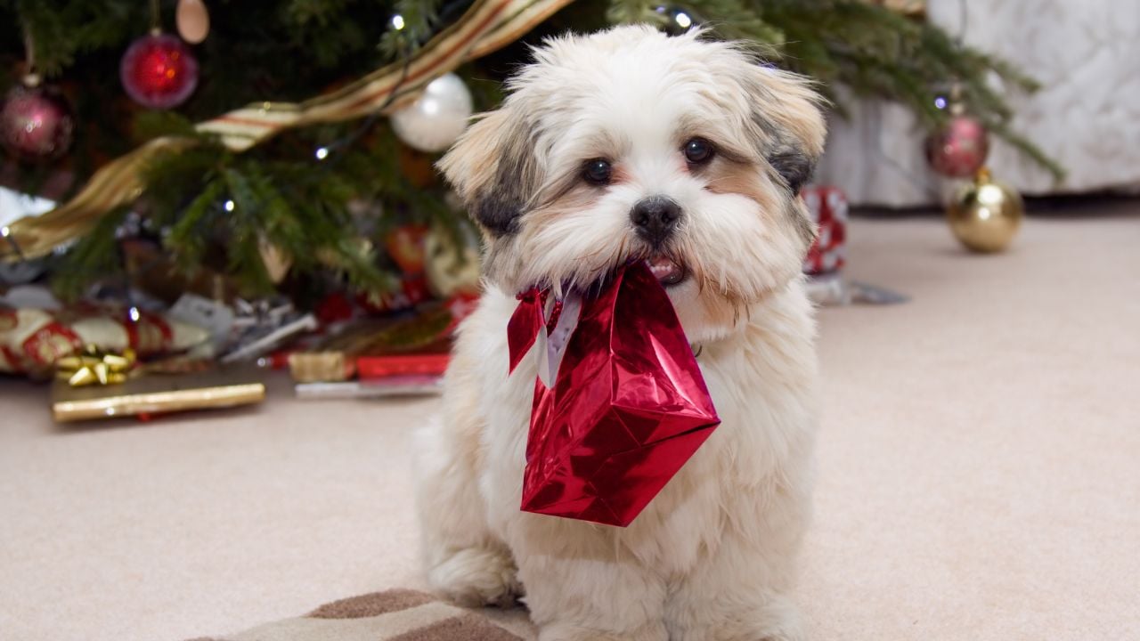 yılbaşı hediye tutan köpek