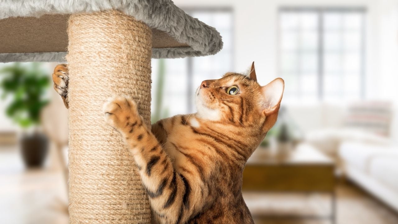 kedi tırmalama tahtasında bir kedi