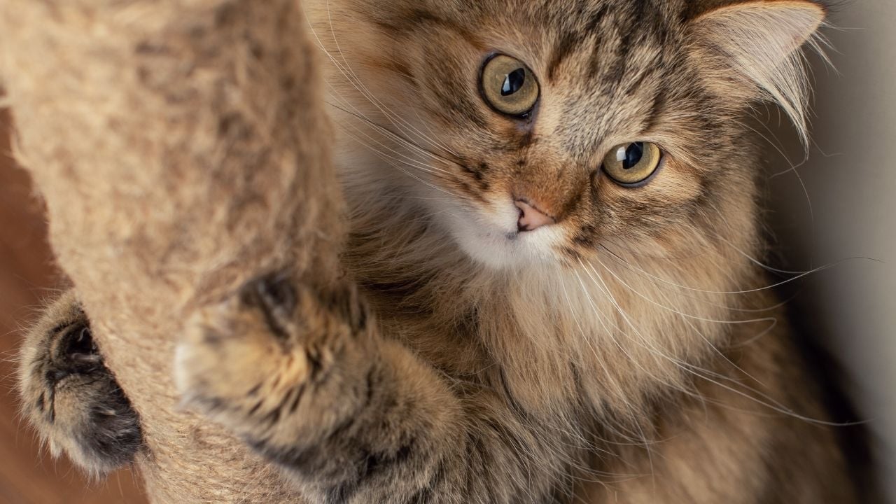 kedi tırmalama tahtasında bir uzun tüylü kedi