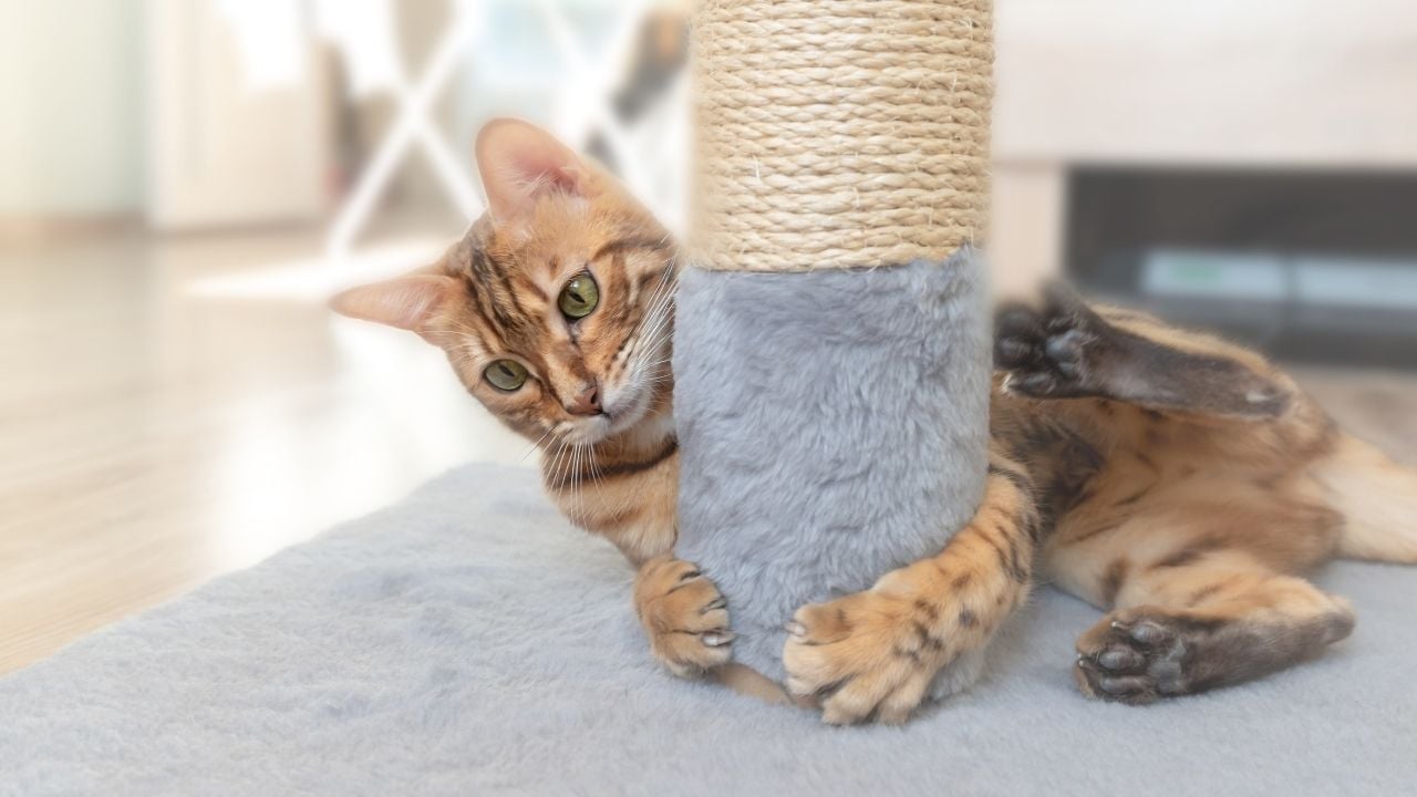 kedi tırmalama tahtasında bir tekir kedi