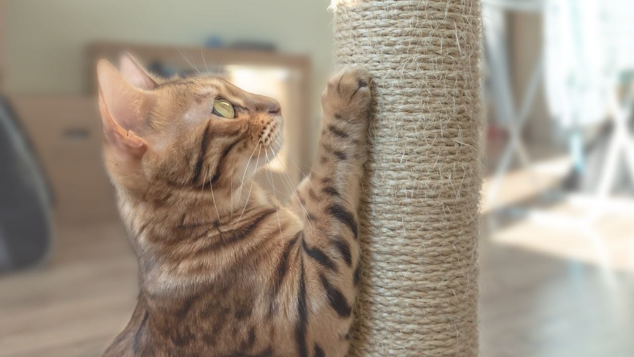 kedi tırmalama tahtası kullanan bir kedi
