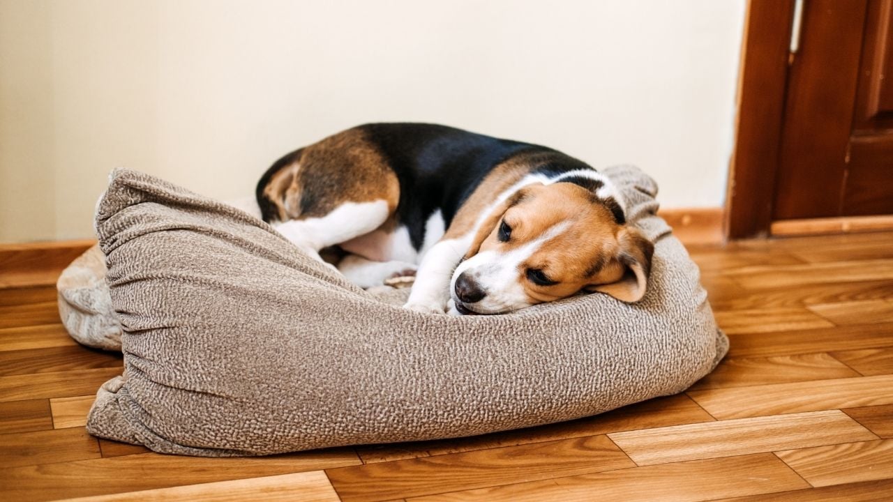 hasta bir köpek yatıyor