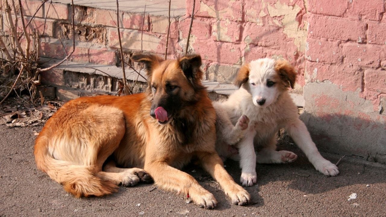 hasta sokak köpekleri