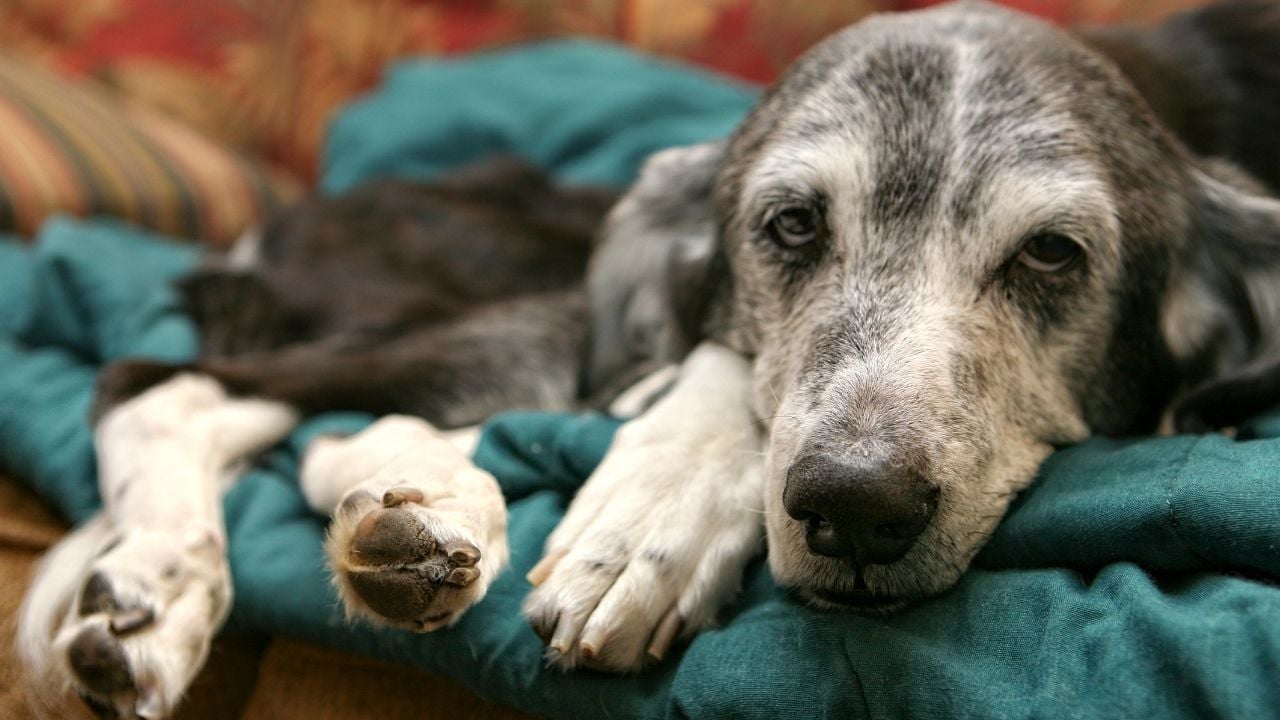 çok hasta bir köpek yatıyor