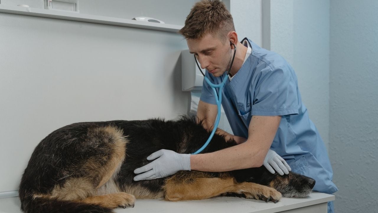hasta bir köpek veterinerde