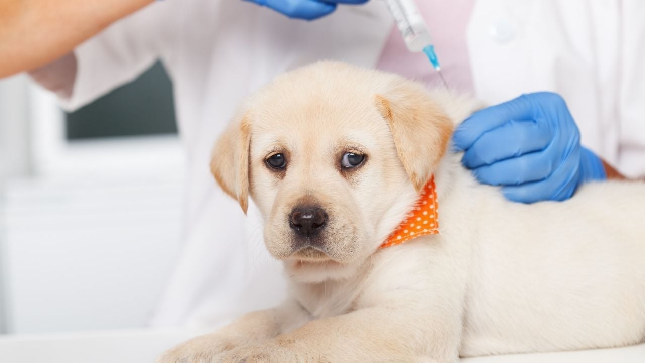 yavru köpek aşılanıyor