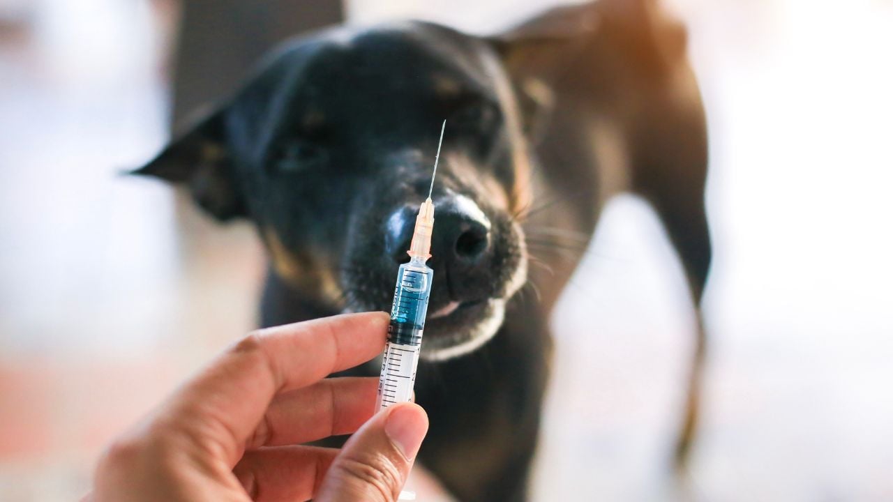 köpek ve aşı
