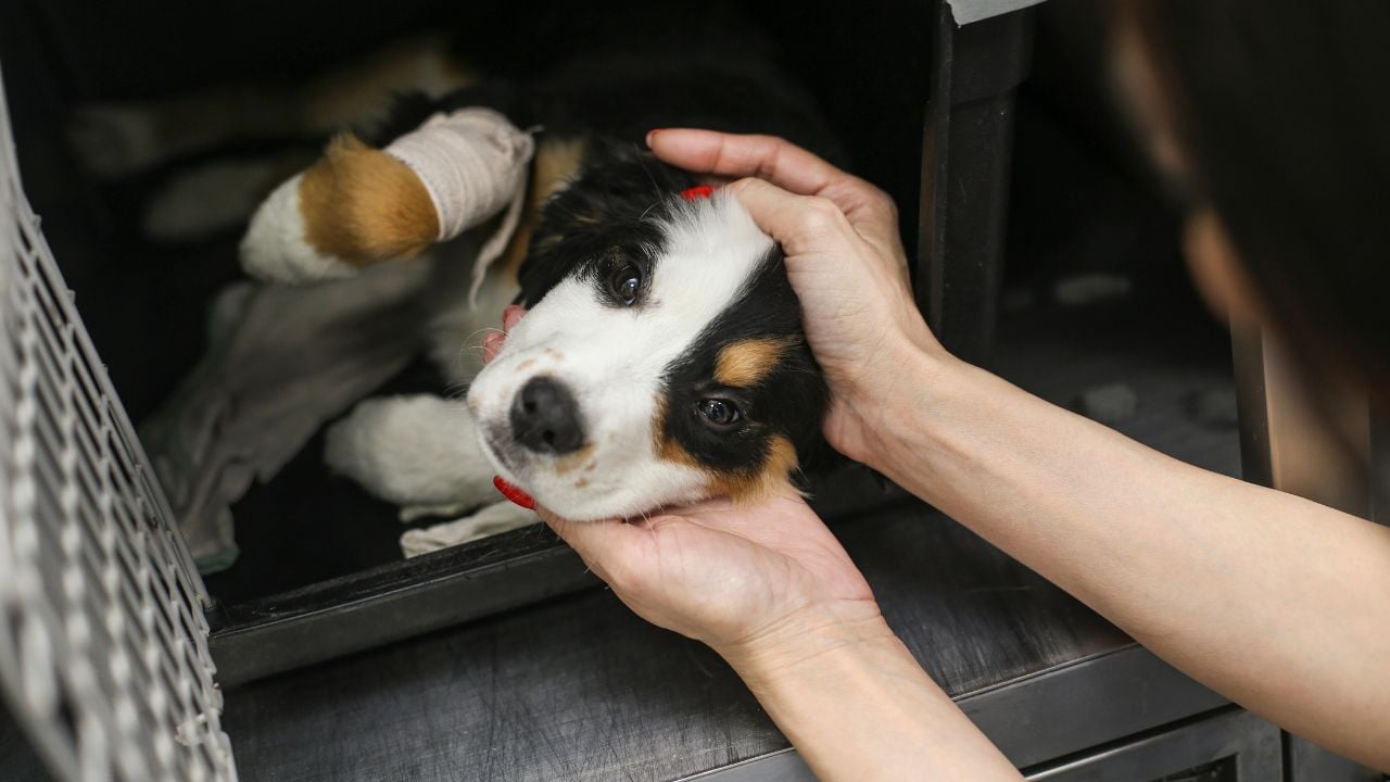 yavru hasta köpek