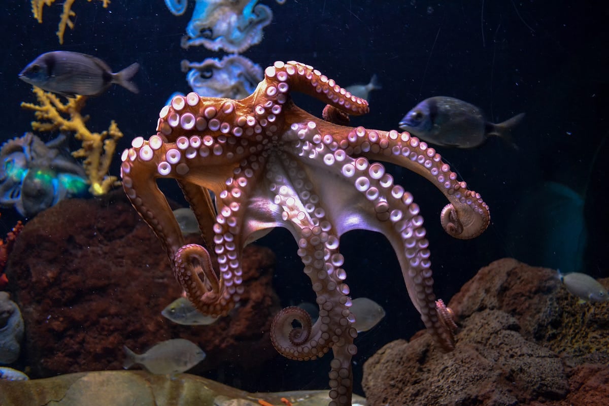 Adding an Octopus to the Zsh Prompt