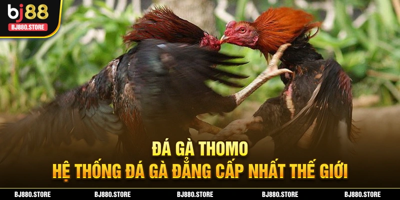 Đá Gà Thomo – Đấu Trường Chọi Gà Trực Tiếp Hấp Dẫn Nhất 2024