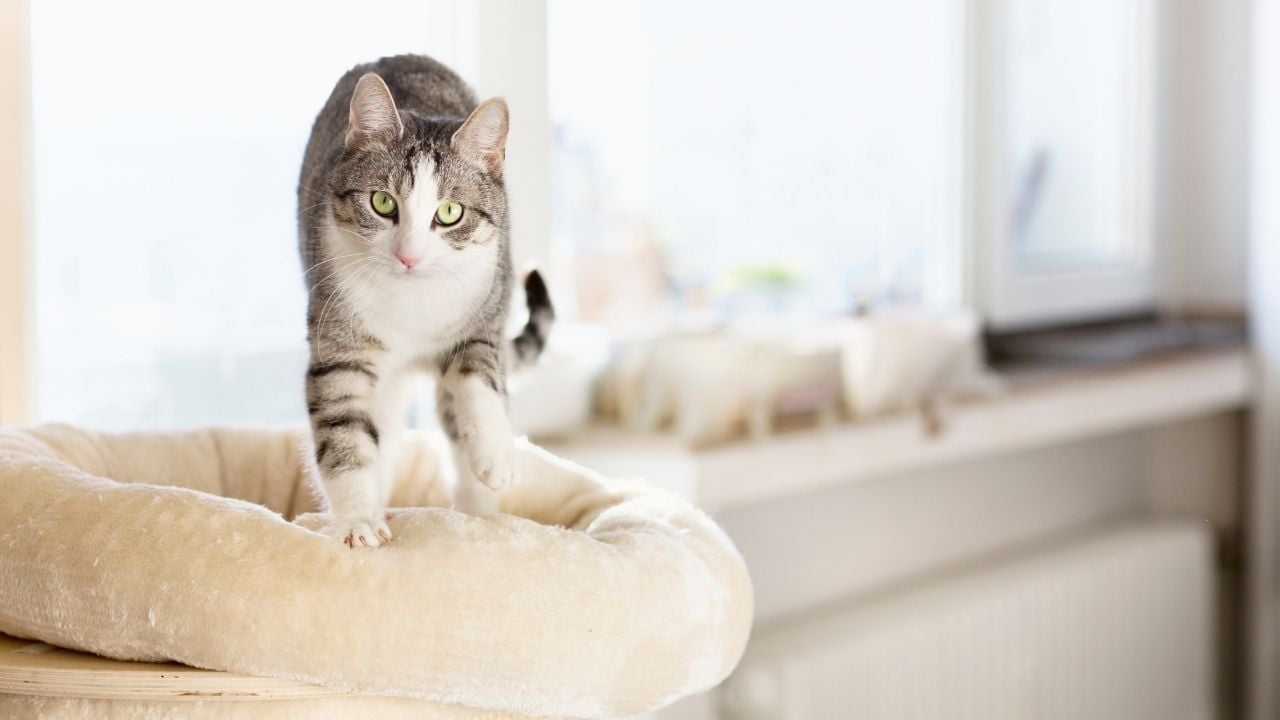 kedi yoğurma hareketi
