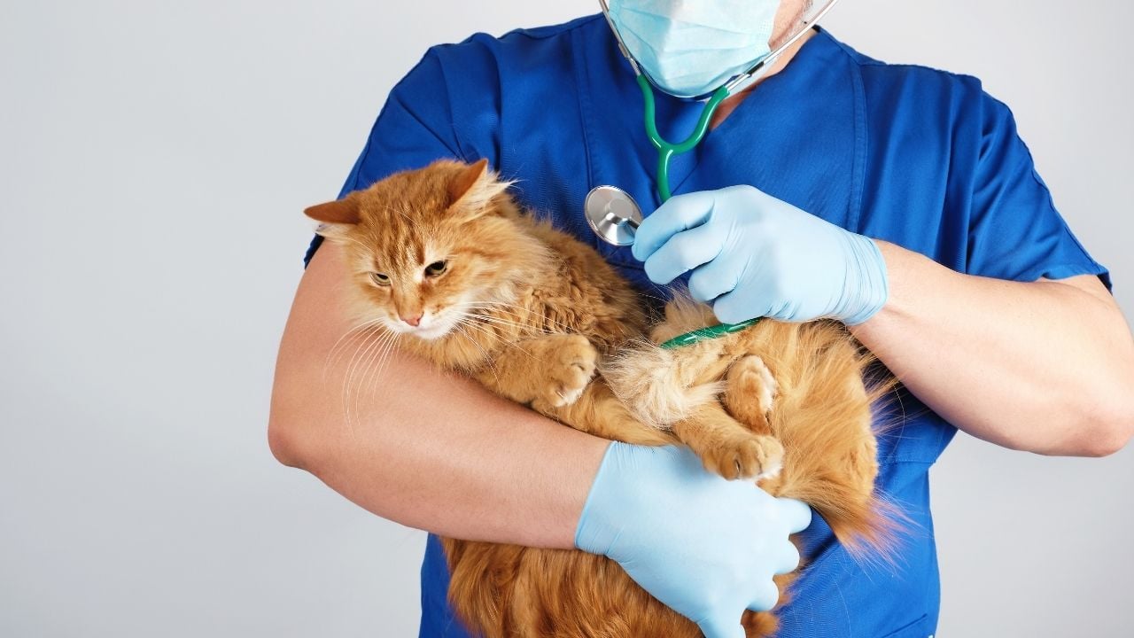 veterinerin kucağında kedi