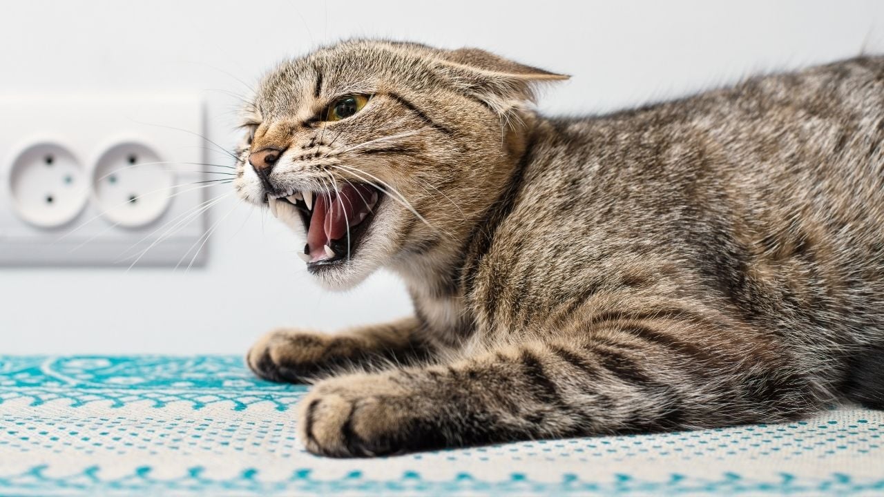 öfkeli bir kedi