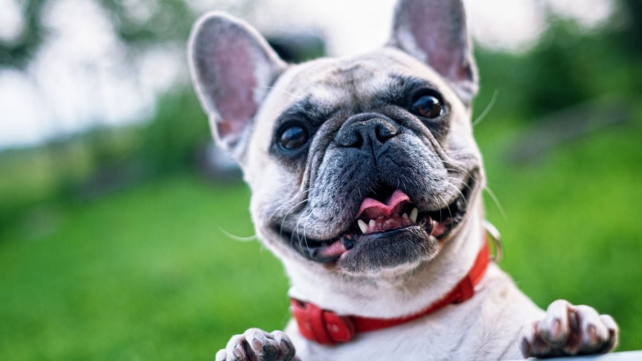 Amerikan Bulldog