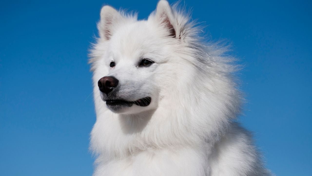 Amerika Eskimo Köpeği