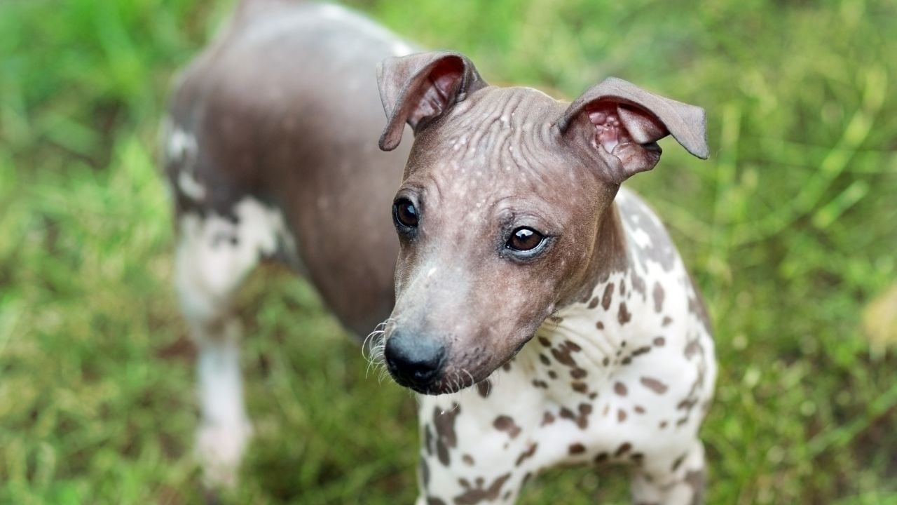 Amerikan Hairless Terrier