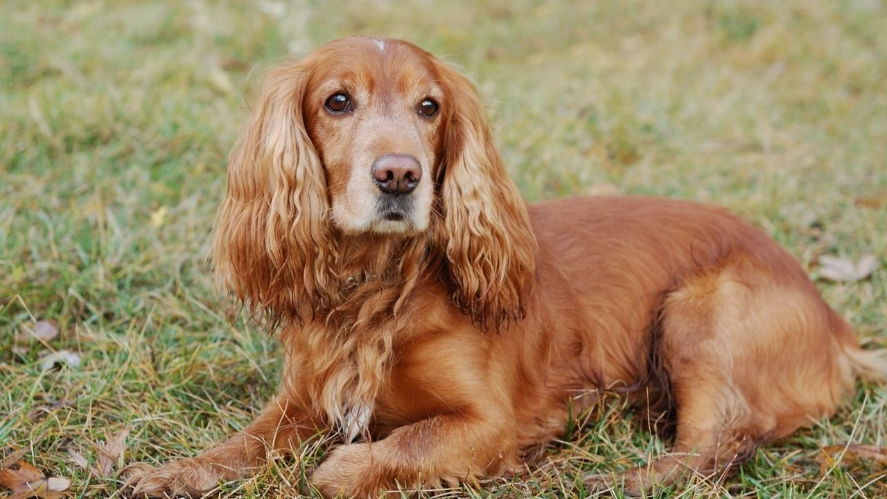 American Cocker Spaniel