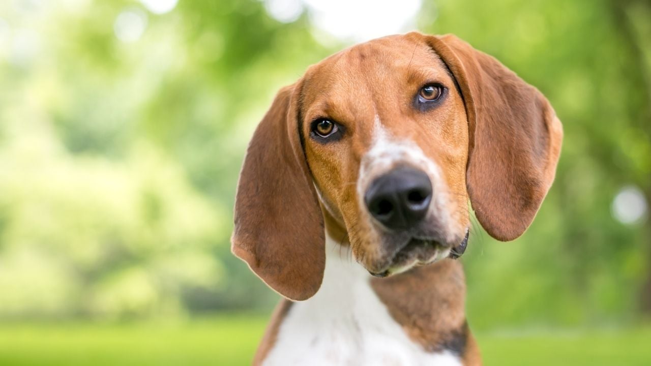 Amerikan Foxhound