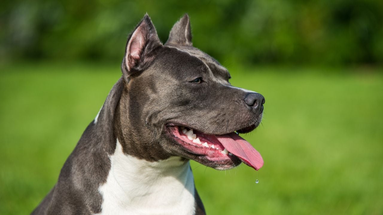 Amerikan Staffordshire Terrier