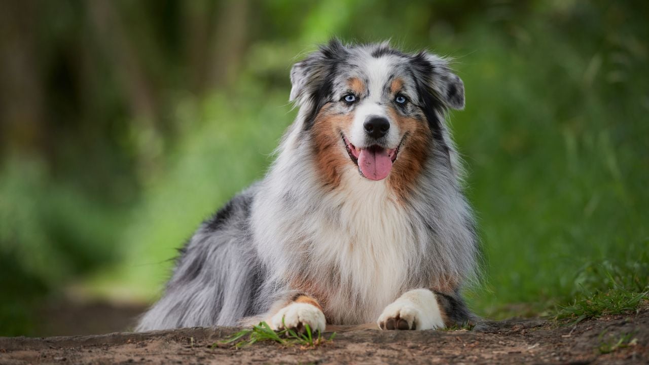 Avustralya Çoban Köpeği