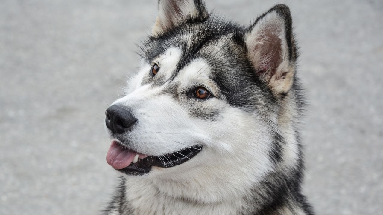 Alaska Kurdu (Alaskan Malamute)