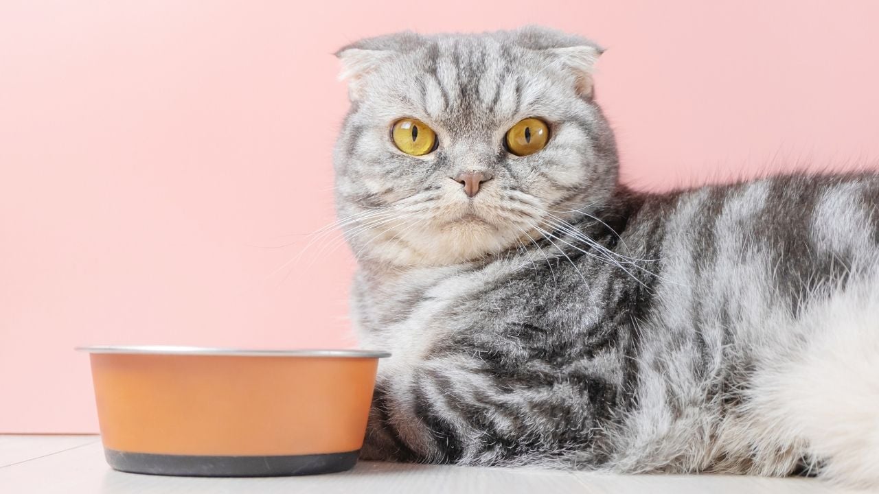 kedi maması ve bir kedi