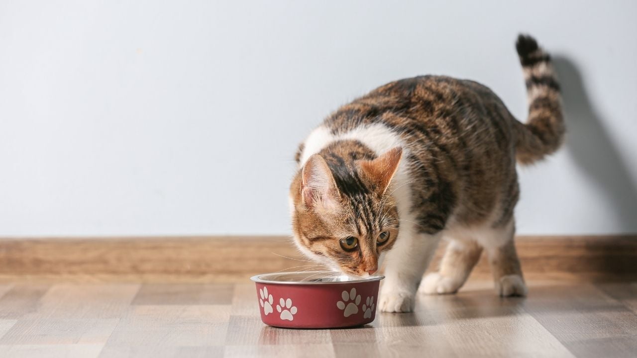 tekir kedi mama yiyor