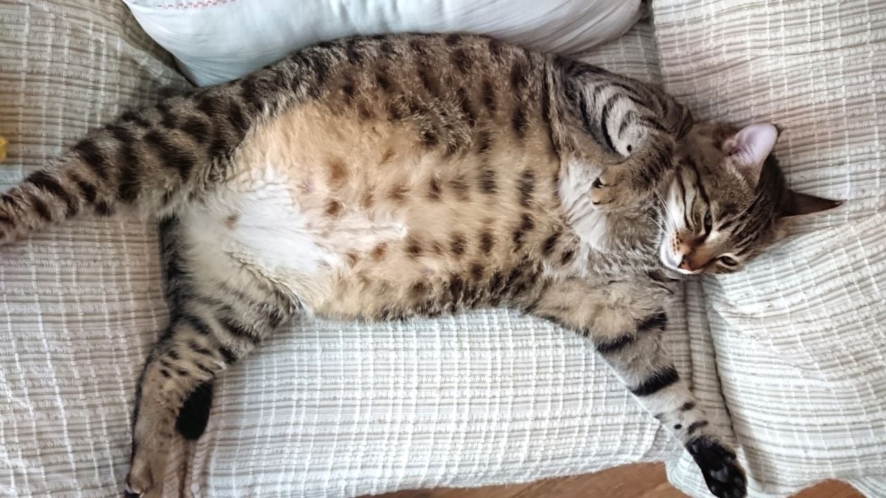 hamile kedi yatıyor