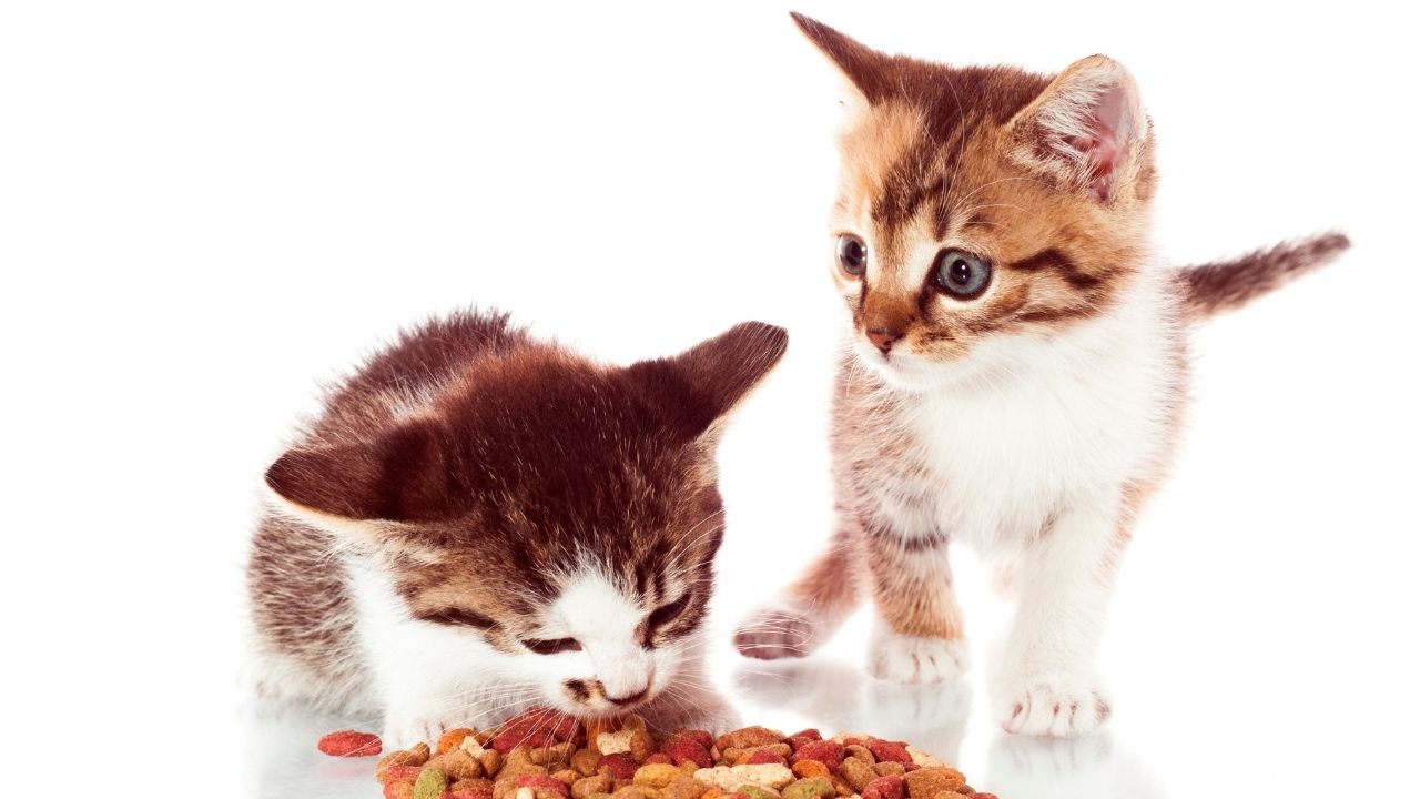 yavru kedi mama yiyor