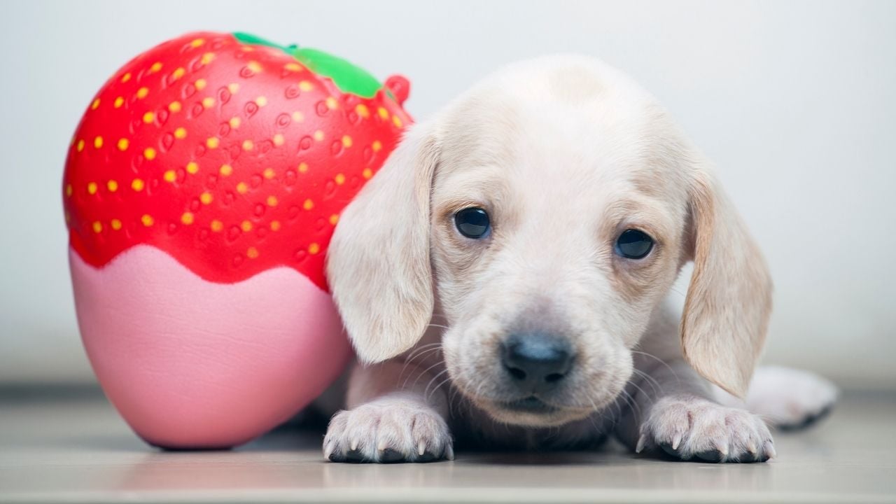 çilek yastığı ve bir köpek