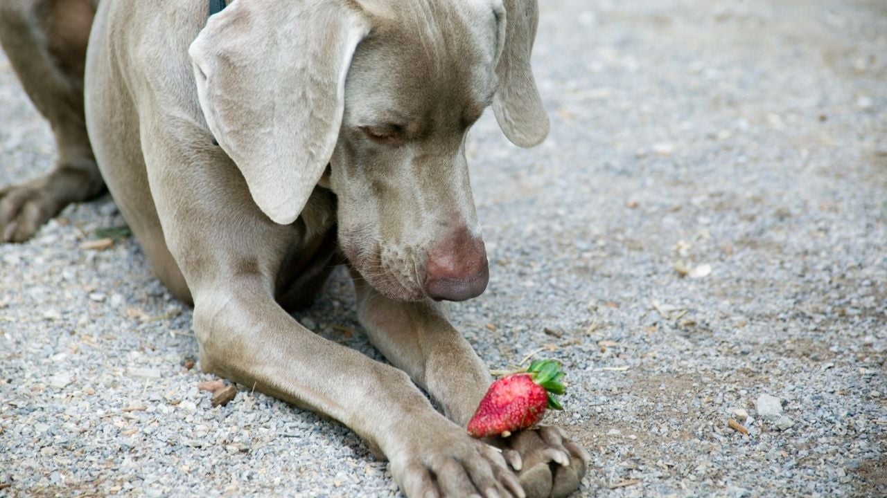 patisinde çilek olan köpek