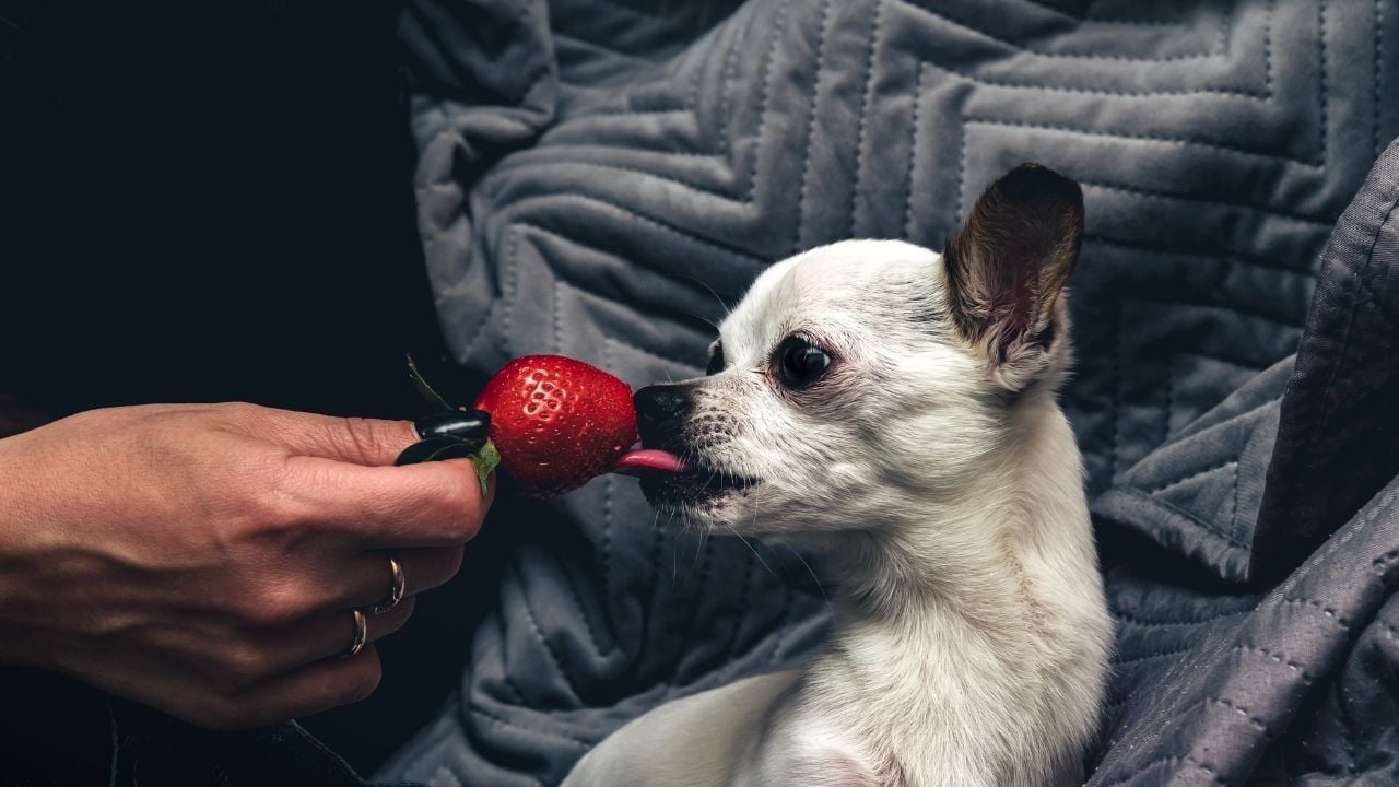 köpek çilek yalıyor