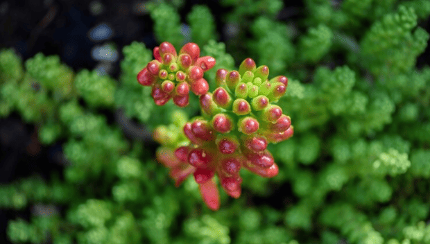 A rhodiola plant