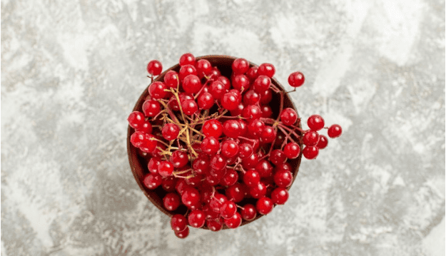 Schisandra plant in an bowl