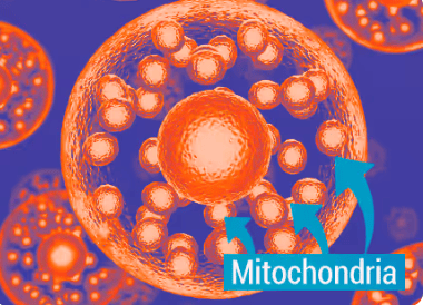 A human cell mitochondria