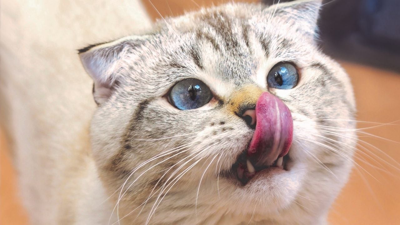 burnunu yalayan bir kedi