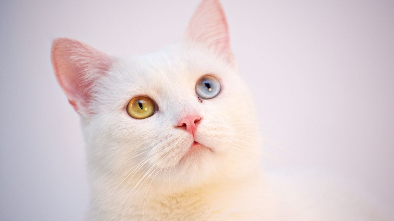 çift göz renkli beyaz kedi