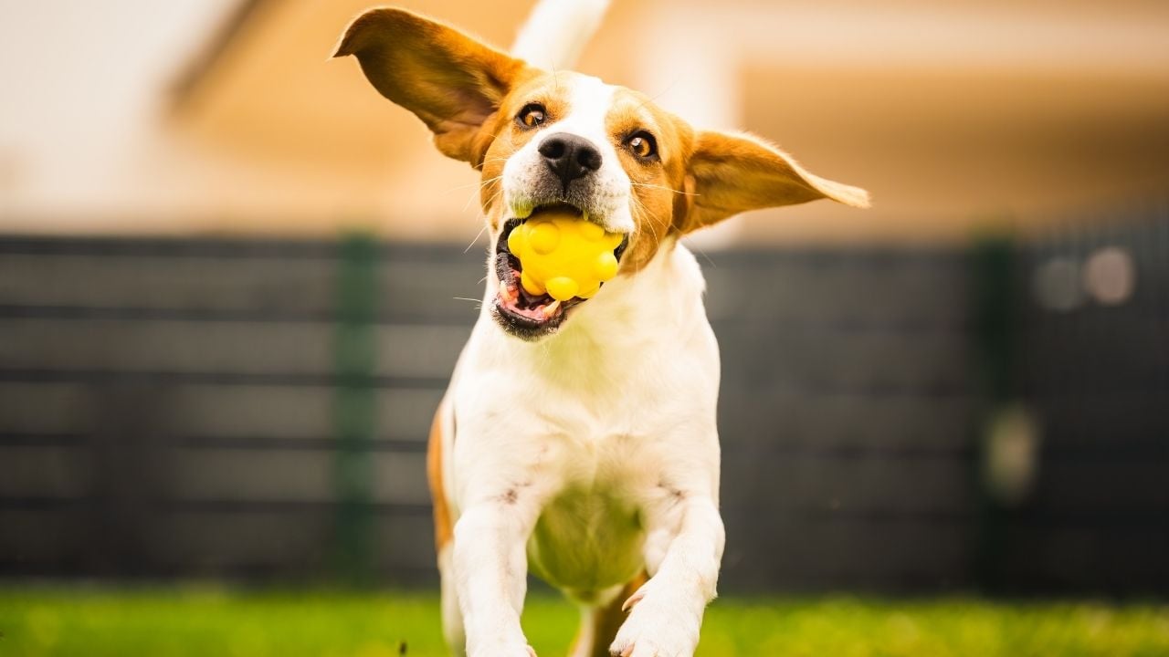 köpeğin ağzında oyuncak var