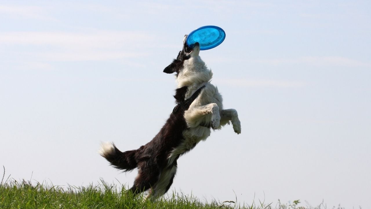 köpek frizbi yakalıyor