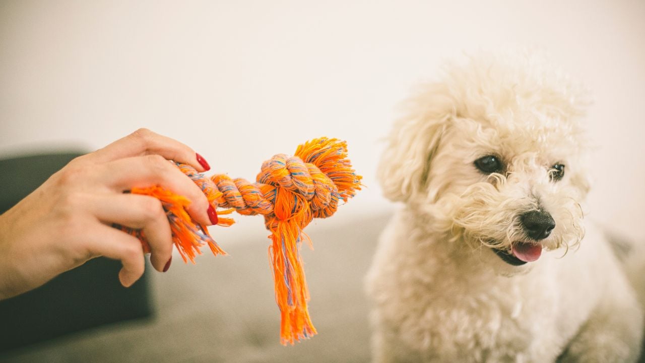 köpek ve ip oyuncağı