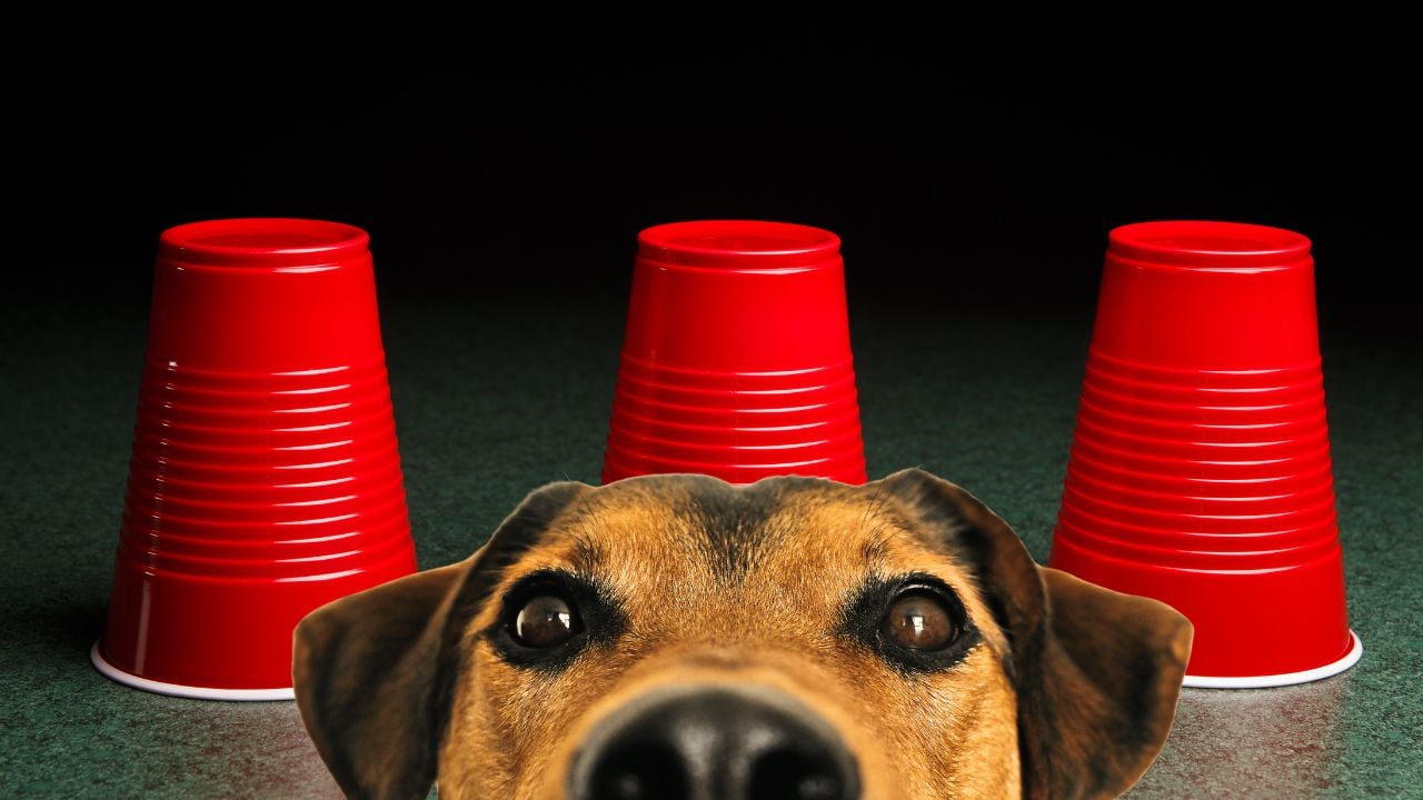 köpekle bardak ödül bulma oyunu