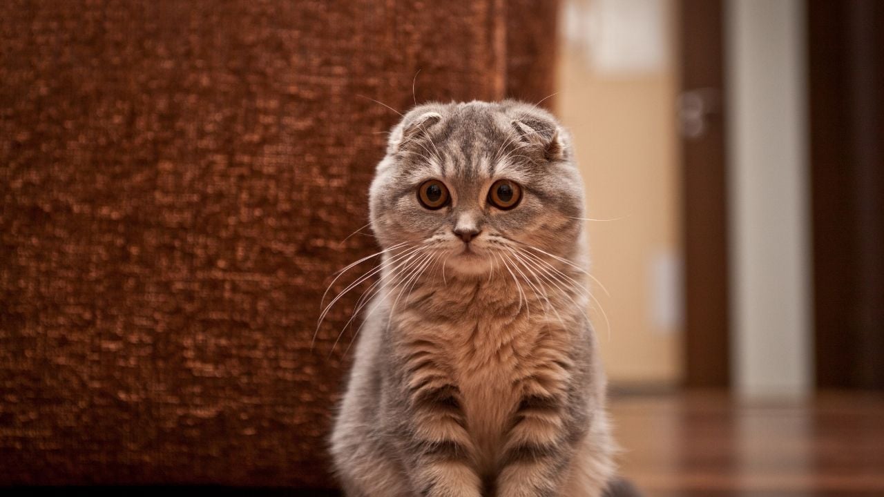 Scottish Fold