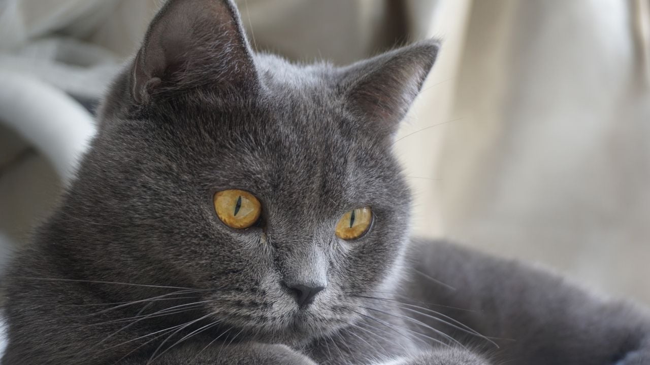 gri British Shorthair