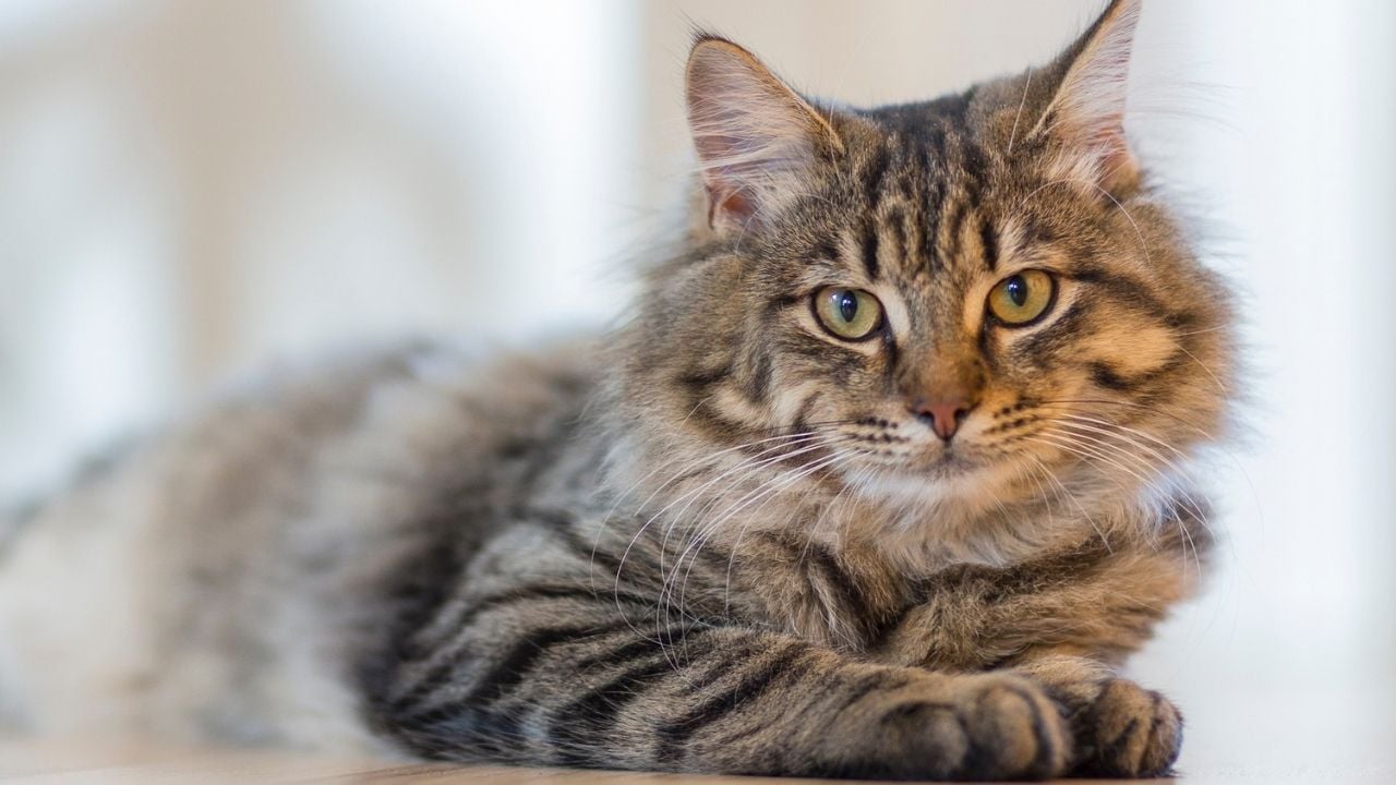 Tekir Kedi