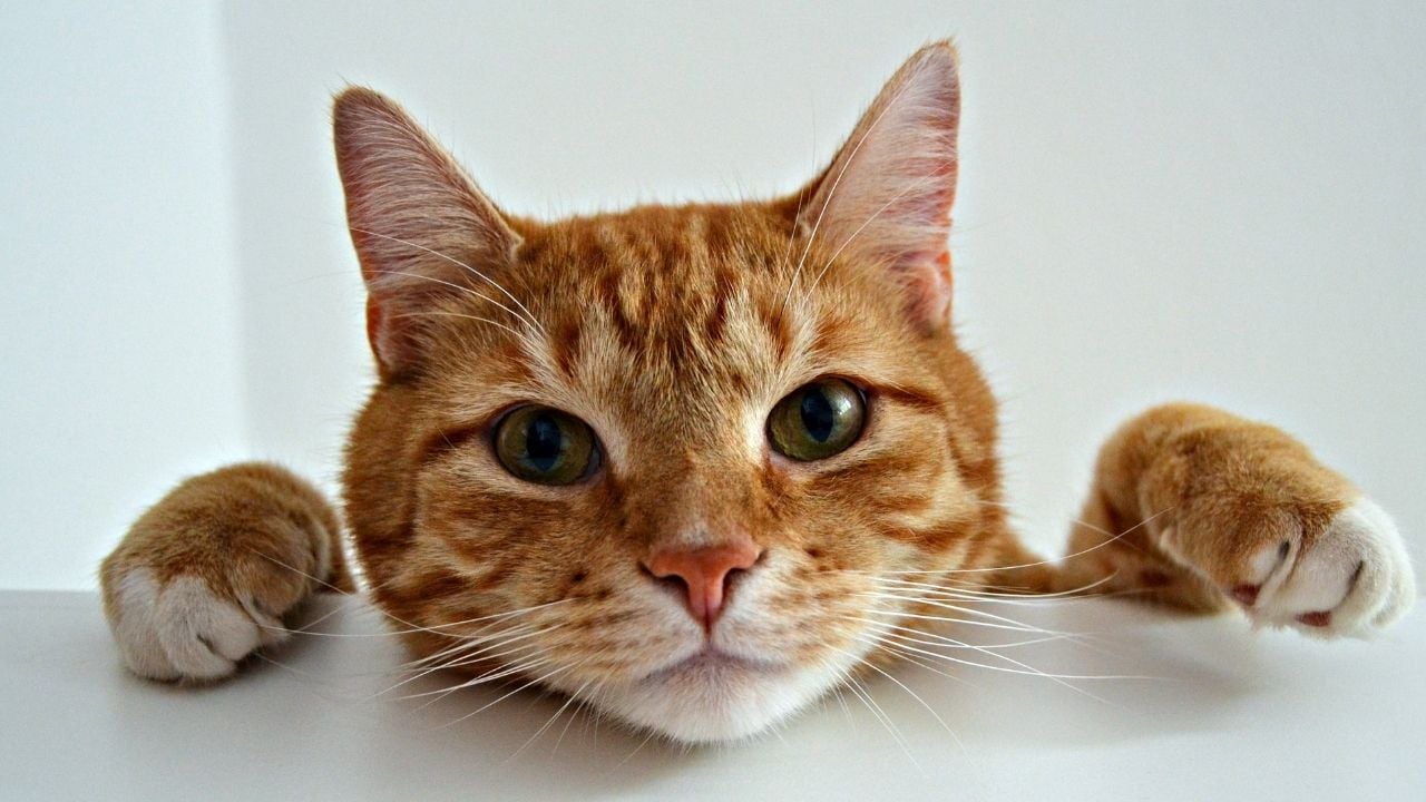 Sarman Kedi