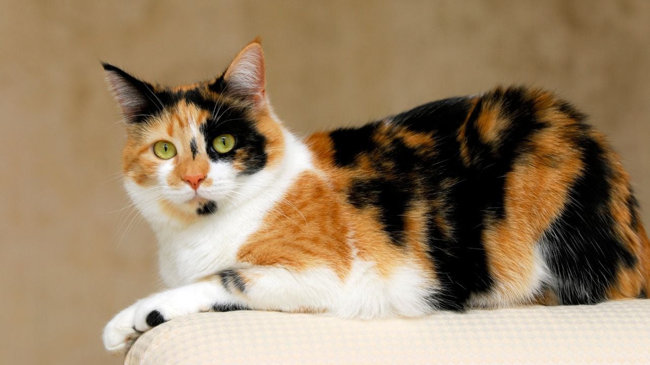 Calico Kedi