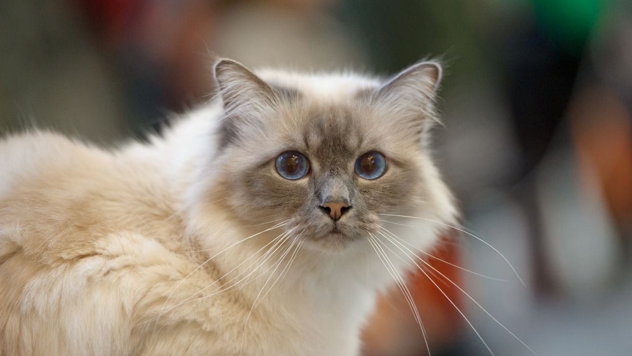 Birman Kedisi