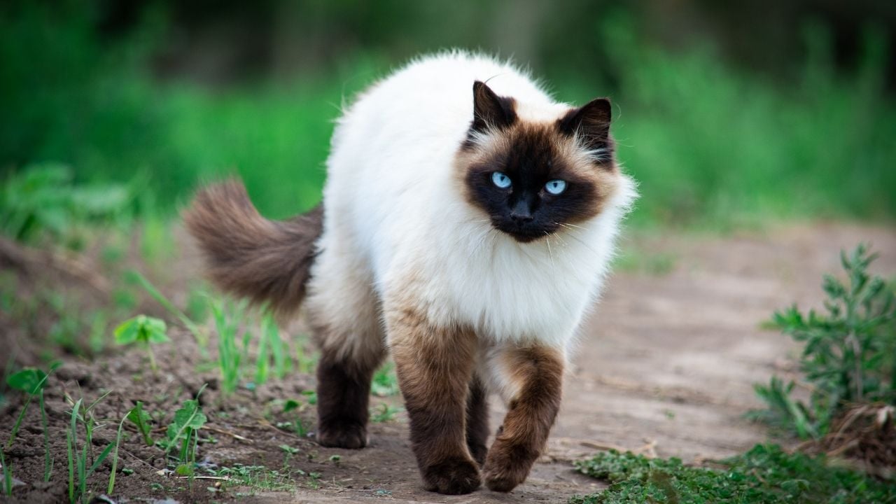 Himalayan Kedisi
