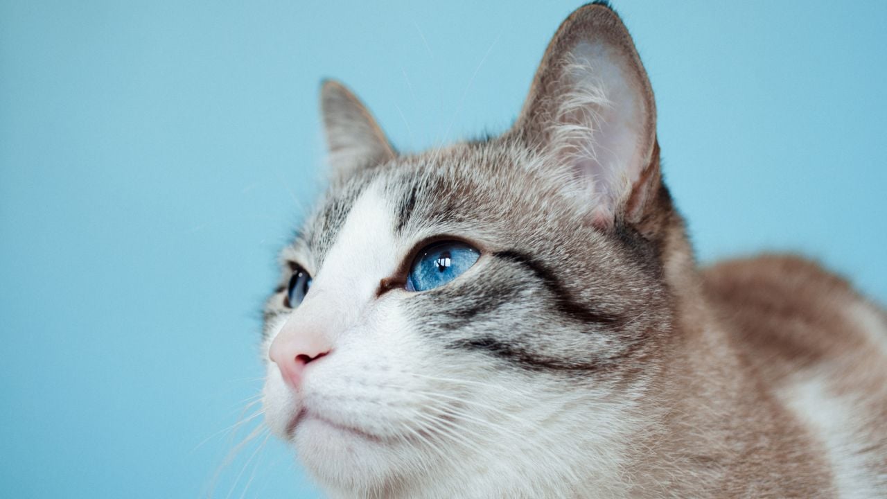 Ojos Azules